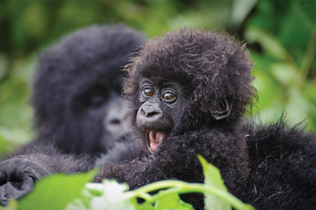 Kabira Gorilla Safaris review