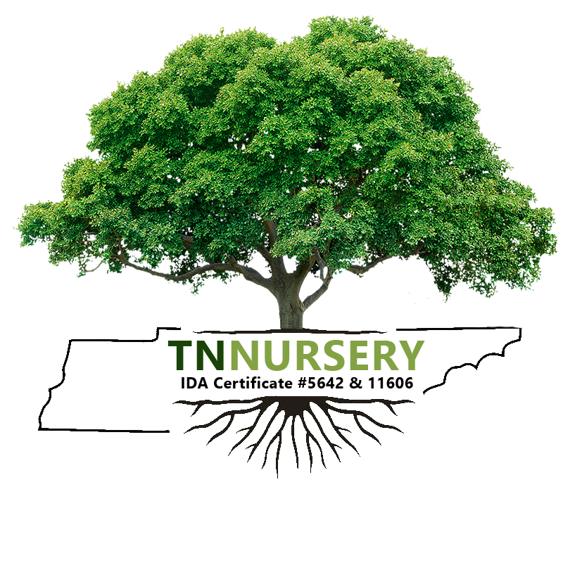 TN Nursery review